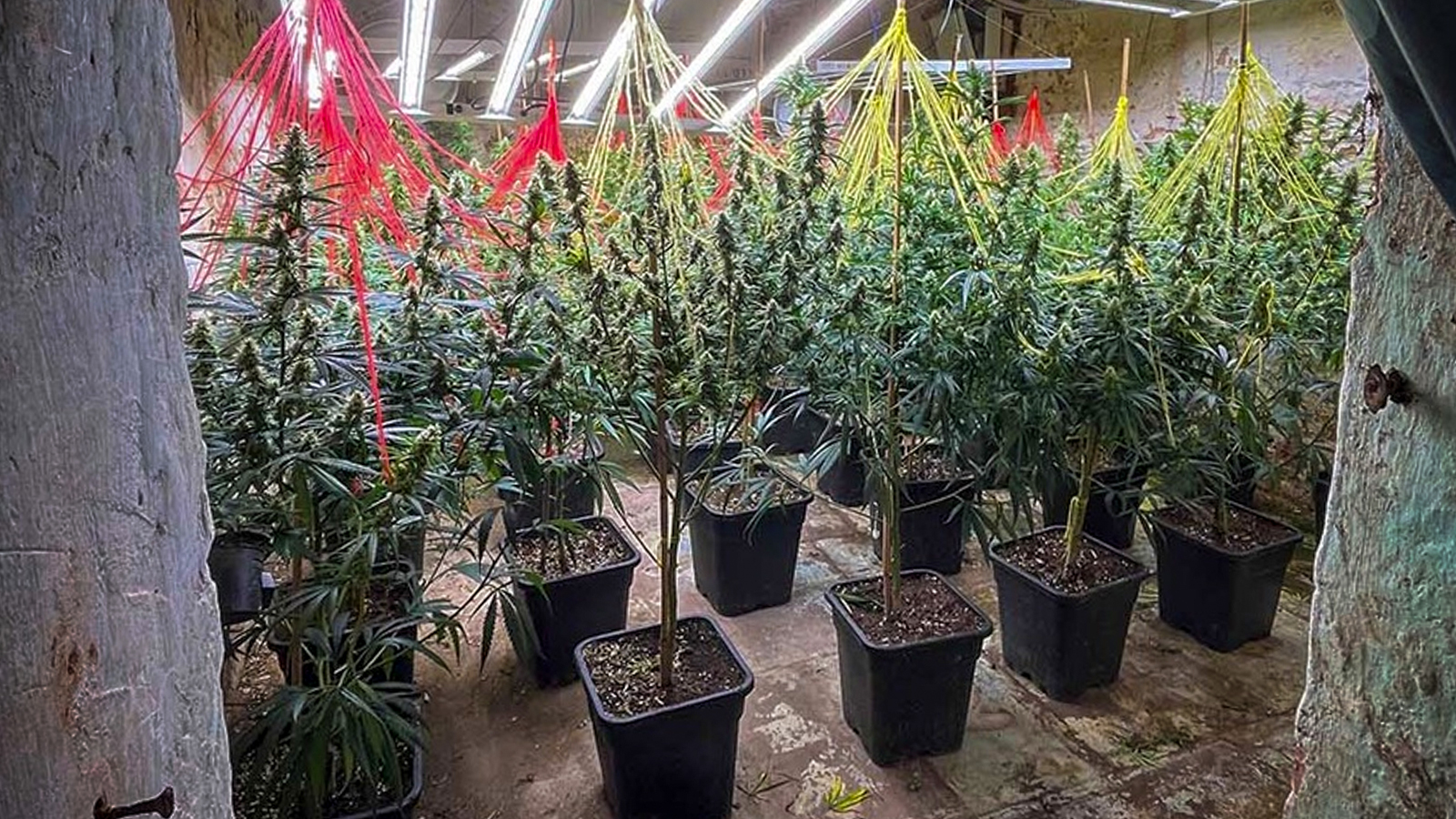 Schlag gegen Drogenring: In Hehlen und Umgebung entdeckt Polizei hunderte Cannabispflanzen