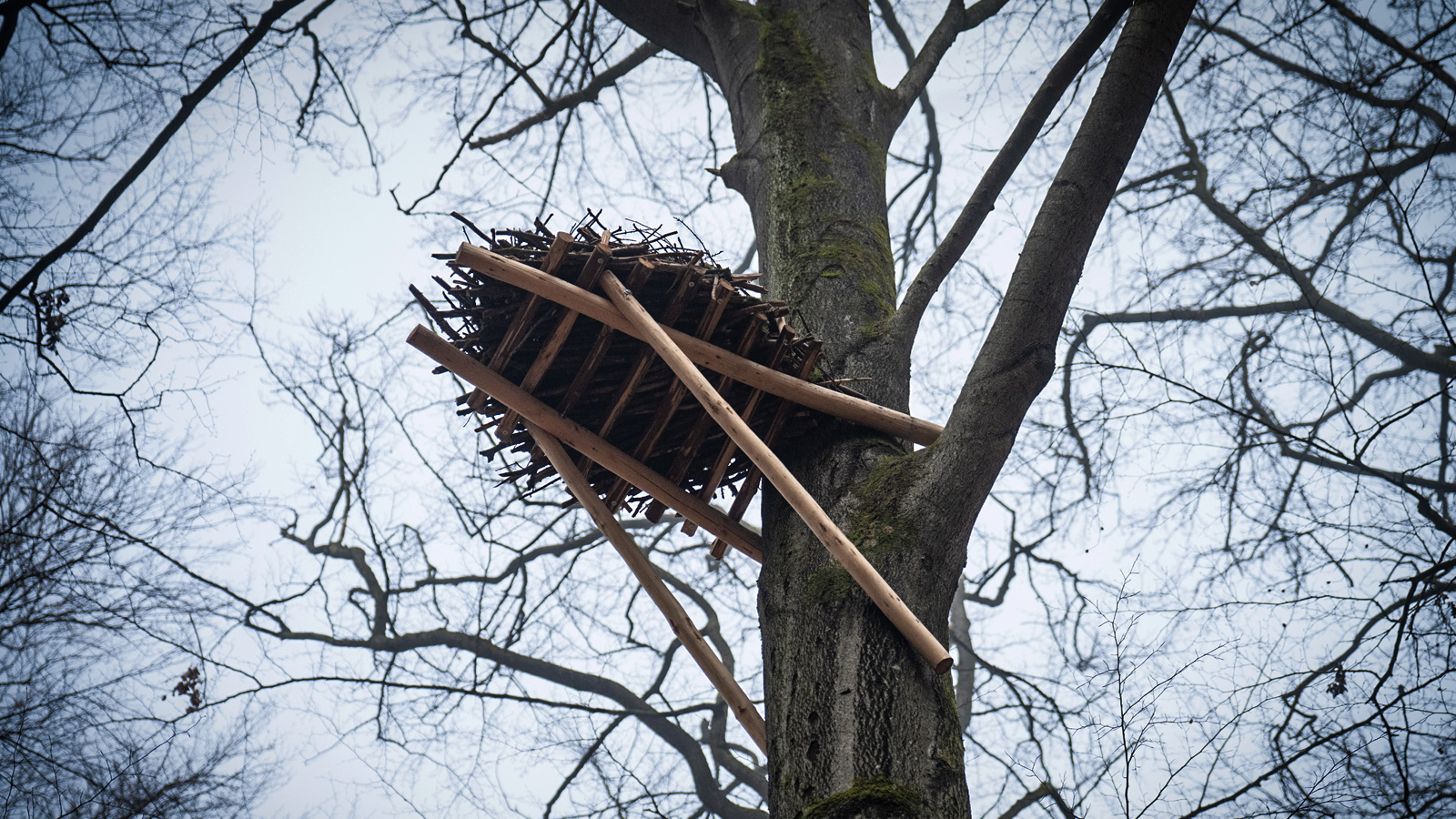 Schwarzstorch-Schutz im Weserbergland: Landesforsten überwachen Brutplätze mit moderner Technik